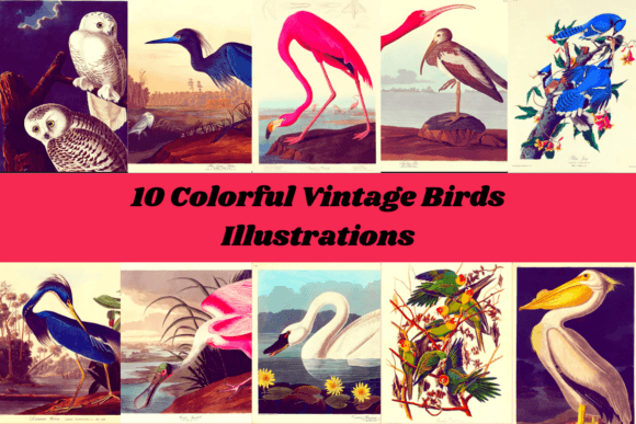 10 Colorful Vintage Birds Illustrations: A Designer's Toolkit
