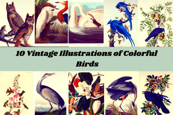 Bring Nature Indoors With 10 Vintage Illustrations of Colorful Birds